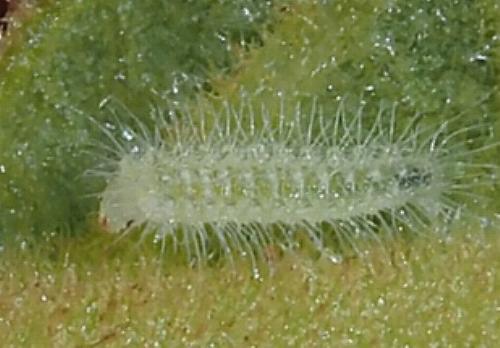 Cosmoclostis aglaodesma