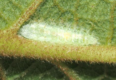 Cosmoclostis aglaodesma