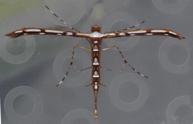 Cosmoclostis aglaodesma