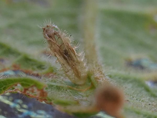 Cosmoclostis aglaodesma