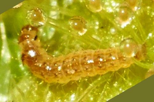 Trichoptilus ceramodes