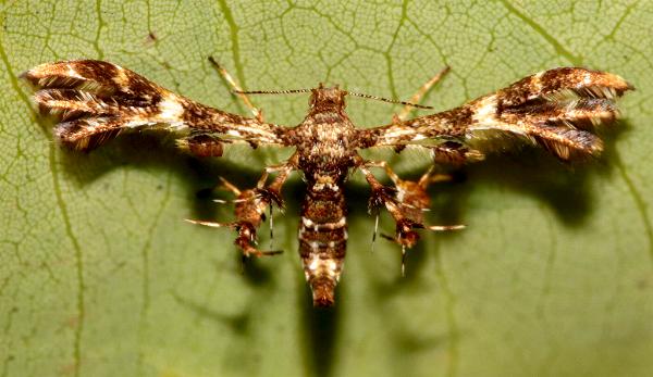 Deuterocopus honoratus