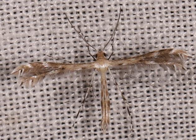 Buckleria paludum
