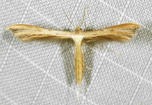 Exelastis phlyctaenias