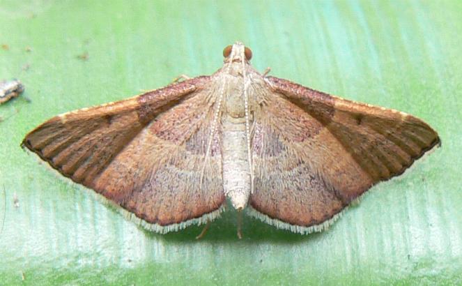 Gauna aegusalis