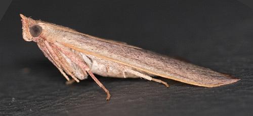 Ocrasa albidalis