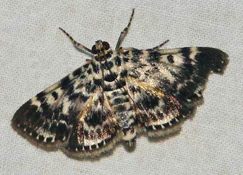 Cardamyla didymalis