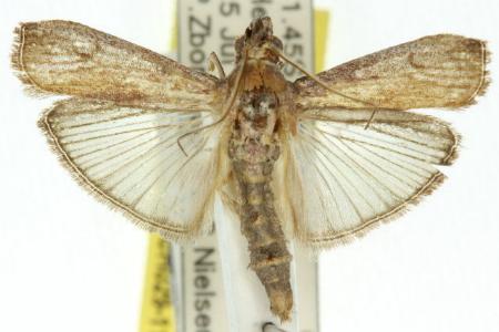 Berastagia dissolutella