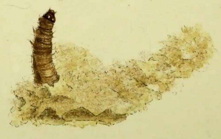 Pyralis farinalis