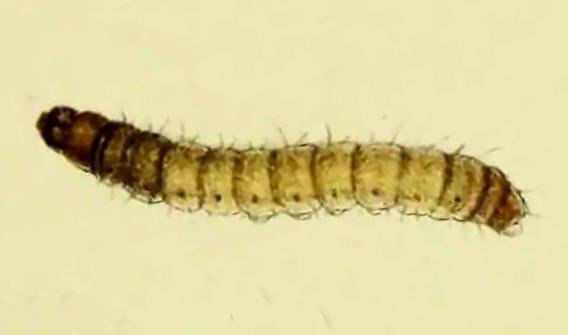 Pyralis farinalis
