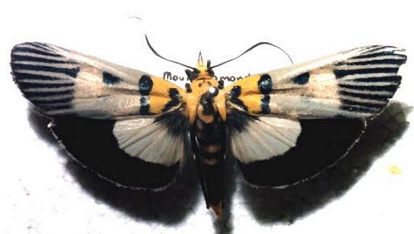 Vitessa glaucoptera