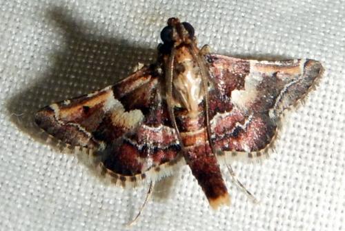 Persicoptera iochyta