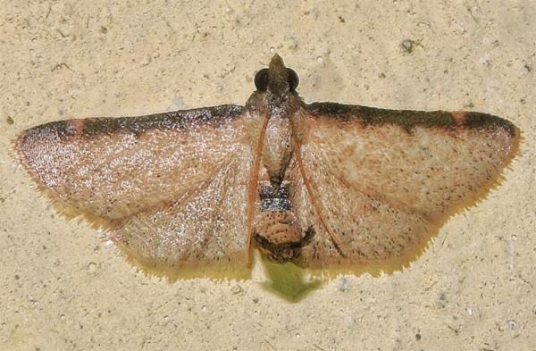 Herculia nigrivitta