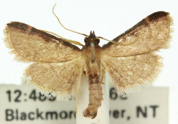Herculia nigrivitta