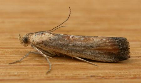 Morosaphycita oculiferella