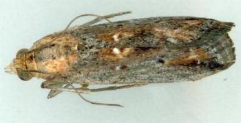 Morosaphycita oculiferella