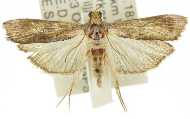 Morosaphycita oculiferella