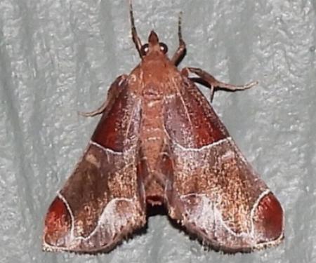 Amphiderita pyrospila