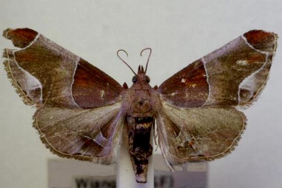 Amphiderita pyrospila