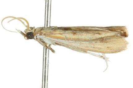 Ancylosis rufifasciella