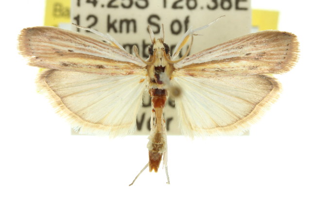 Ancylosis rufifasciella