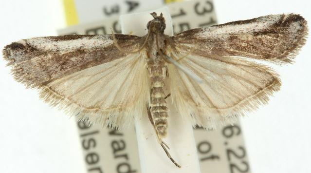 Assara subarcuella