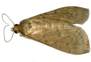 Lamprophaia ablactalis