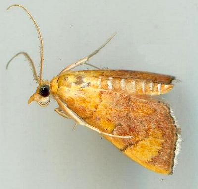 Hyalobathra aequalis