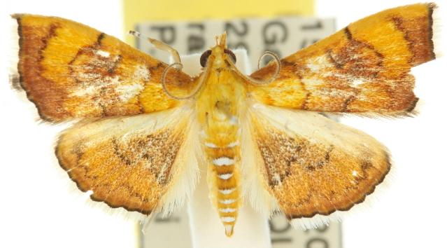 Hyalobathra aequalis