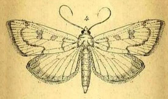 Achyra affinitalis