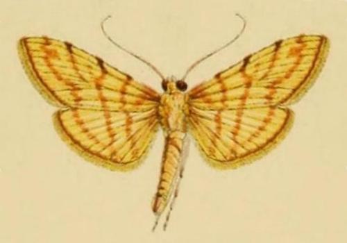 Pagyda botydalis