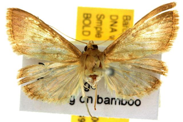 Crypsiptya coclesalis