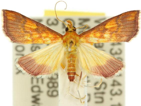 Pyrausta ignealis