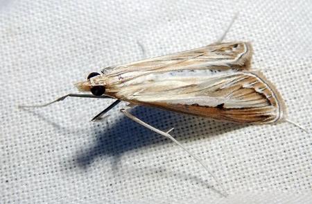 Euclasta maceratalis