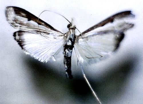 Euclasta maceratalis