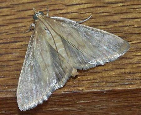 Circobotys occultilinea
