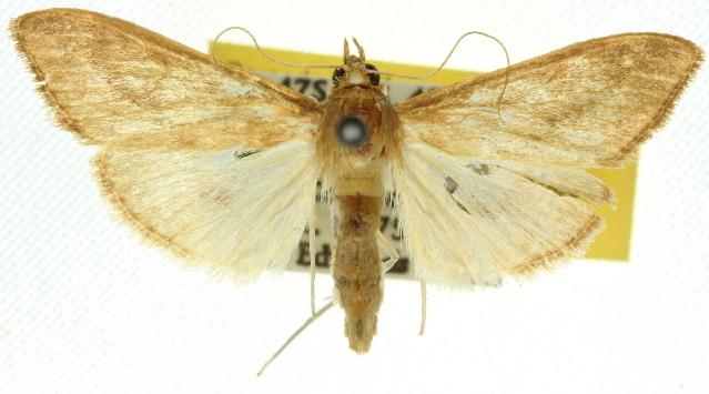 Circobotys occultilinea