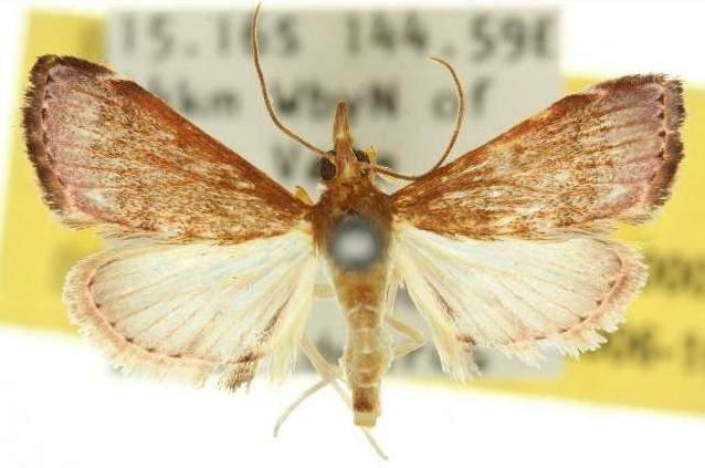 Pyrausta oenochrois