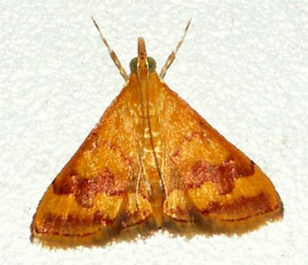 Pyrausta panopealis