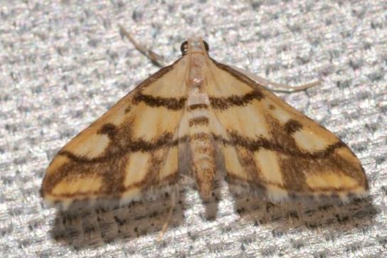 Aboetheta pteridonoma