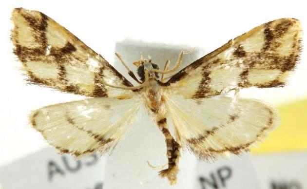 Aboetheta pteridonoma