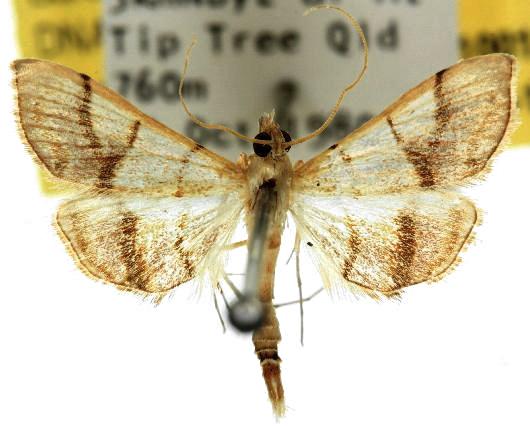Pagyda schaliphora
