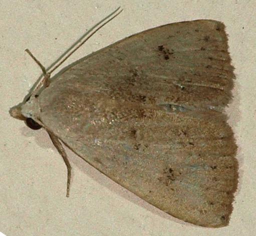 Rivula aenictopis