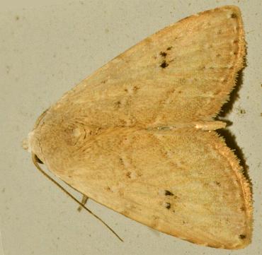 Rivula biagi