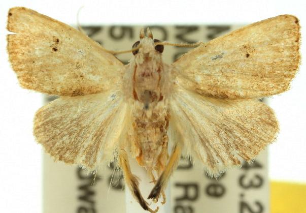 Rivula biagi