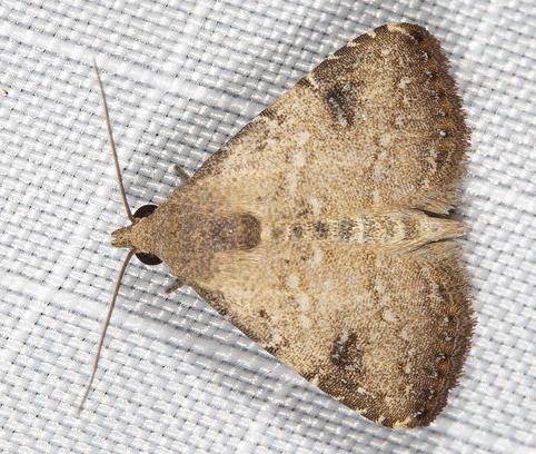 Rivula concinna
