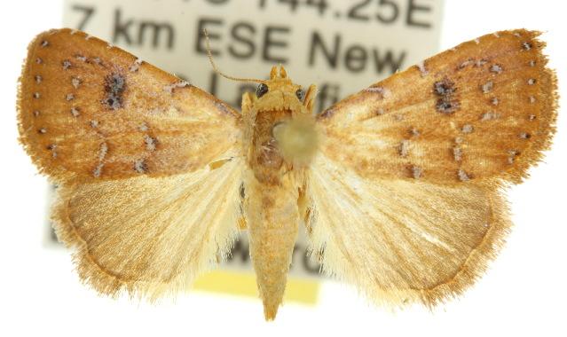 Rivula everta