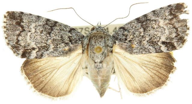 Blenina lichenopa