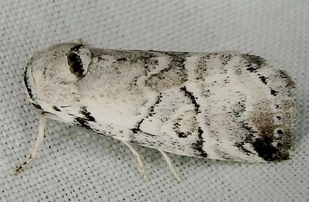 Thriponea melanograpta