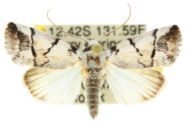 Thriponea melanograpta